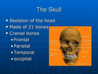 The Skull Skeleton of the head Made of 21 bones Cranial bones  Frontal Parietal Temporal occipital 