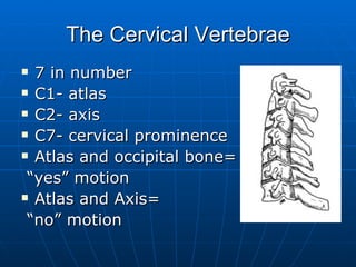 The Cervical Vertebrae 7 in number C1- atlas  C2- axis C7- cervical prominence Atlas and occipital bone= “yes” motion Atlas and Axis= “no” motion 
