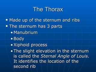 The Thorax Made up of the sternum and ribs The sternum has 3 parts Manubrium Body Xiphoid process The slight elevation in the sternum is called the  Sternal Angle of Louis . It identifies the location of the second rib 