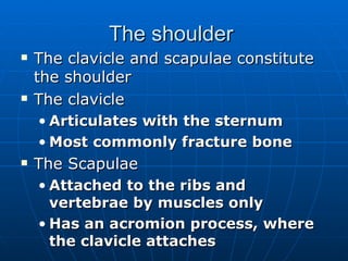 The shoulder  The clavicle and scapulae constitute the shoulder The clavicle Articulates with the sternum Most commonly fracture bone The Scapulae Attached to the ribs and vertebrae by muscles only Has an acromion process, where the clavicle attaches 