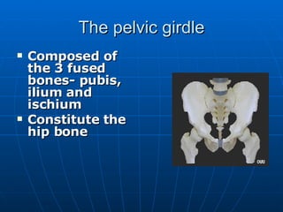 The pelvic girdle Composed of the 3 fused bones- pubis, ilium and ischium Constitute the hip bone 