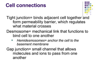 Cell connections Tight junction= binds adjacent cell together and form permeability barrier, which regulates what material crosses Desmosome= mechanical link that functions to bind cell to one another Hemidesmosomes= anchor the cell to the basement membrane Gap junction= small channel that allows molecules and ions to pass from one another 