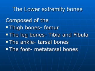 The Lower extremity bones Composed of the  Thigh bones- femur The leg bones- Tibia and Fibula The ankle- tarsal bones The foot- metatarsal bones 