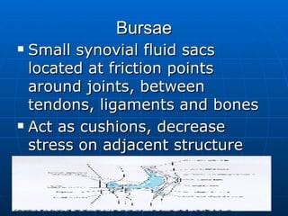 Bursae Small synovial fluid sacs located at friction points around joints, between tendons, ligaments and bones Act as cushions, decrease stress on adjacent structure 