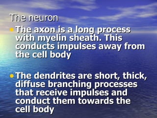 The neuron The axon is a long process with myelin sheath. This conducts impulses away from the cell body The dendrites are short, thick, diffuse branching processes that receive impulses and conduct them towards the cell body 