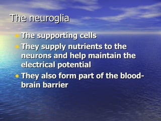 The neuroglia The supporting cells They supply nutrients to the neurons and help maintain the electrical potential They also form part of the blood-brain barrier 