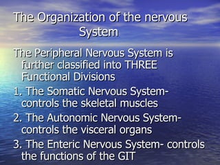 The Organization of the nervous  System The Peripheral Nervous System is further classified into THREE Functional Divisions 1. The Somatic Nervous System- controls the skeletal muscles 2. The Autonomic Nervous System- controls the visceral organs 3. The Enteric Nervous System- controls the functions of the GIT 
