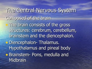 The Central Nervous System Composed of the brain The brain consists of the gross structures: cerebrum, cerebellum, brainstem and the diencephalon. Diencephalon- Thalamus. Hypothalamus and pineal body Brainstem- Pons, medulla and Midbrain 