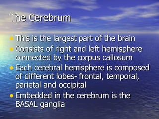 The Cerebrum This is the largest part of the brain Consists of right and left hemisphere connected by the corpus callosum Each cerebral hemisphere is composed of different lobes- frontal, temporal, parietal and occipital Embedded in the cerebrum is the BASAL ganglia 