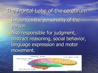 The Frontal Lobe of the cerebrum Influences the personality of the person Also responsible for judgment, abstract reasoning, social behavior, language expression and motor movement. 