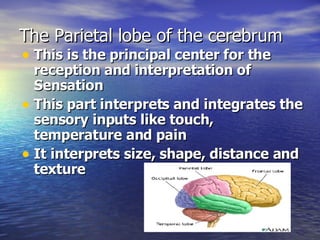 The Parietal lobe of the cerebrum This is the principal center for the reception and interpretation of Sensation This part interprets and integrates the sensory inputs like touch, temperature and pain It interprets size, shape, distance and texture 