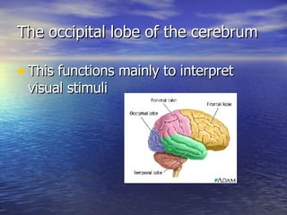 The occipital lobe of the cerebrum This functions mainly to interpret visual stimuli 