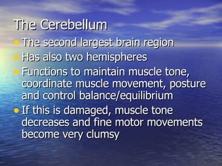 The Cerebellum The second largest brain region Has also two hemispheres Functions to maintain muscle tone, coordinate muscle movement, posture and control balance/equilibrium If this is damaged, muscle tone decreases and fine motor movements become very clumsy 