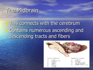 The Midbrain This connects with the cerebrum  Contains numerous ascending and descending tracts and fibers 