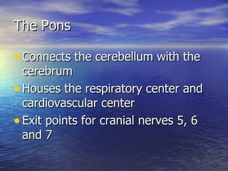 The Pons Connects the cerebellum with the cerebrum Houses the respiratory center and cardiovascular center Exit points for cranial nerves 5, 6 and 7 