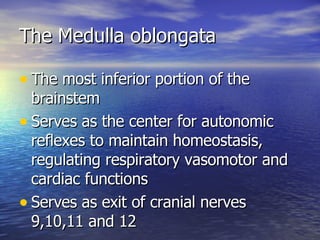 The Medulla oblongata The most inferior portion of the brainstem Serves as the center for autonomic reflexes to maintain homeostasis, regulating respiratory vasomotor and cardiac functions Serves as exit of cranial nerves 9,10,11 and 12 