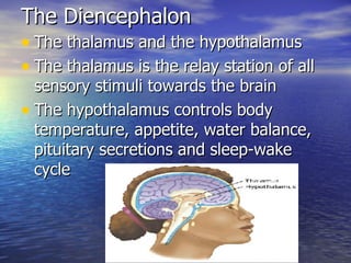 The Diencephalon The thalamus and the hypothalamus The thalamus is the relay station of all sensory stimuli towards the brain The hypothalamus controls body temperature, appetite, water balance, pituitary secretions and sleep-wake cycle 
