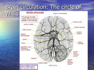 Brain circulation: The circle of Willis 