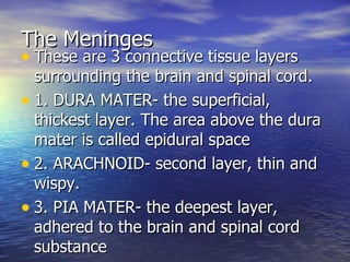 The Meninges These are 3 connective tissue layers surrounding the brain and spinal cord. 1. DURA MATER- the superficial, thickest layer. The area above the dura mater is called epidural space 2. ARACHNOID- second layer, thin and wispy. 3. PIA MATER- the deepest layer, adhered to the brain and spinal cord substance 