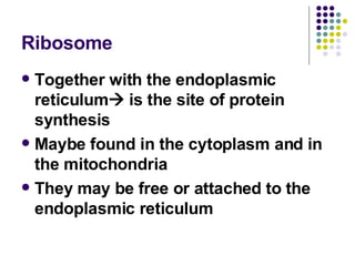 Ribosome Together with the endoplasmic reticulum   is the site of protein synthesis Maybe found in the cytoplasm and in the mitochondria They may be free or attached to the endoplasmic reticulum 