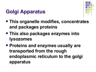 Golgi Apparatus This organelle modifies, concentrates and packages proteins This also packages enzymes into lysozomes Proteins and enzymes usually are transported from the rough endoplasmic reticulum to the golgi apparatus 