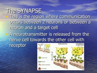 The SYNAPSE This is the region where communication occurs between 2 neurons or between a neuron and a target cell A neurotransmitter is released from the nerve cell towards the other cell with receptor 