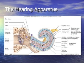 The Hearing Apparatus 