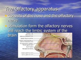 The Olfactory apparatus Consists of the nose and the olfactory nerve Stimulation form the olfactory nerves will reach the limbic system of the brain 