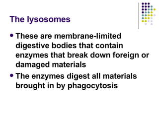 The lysosomes These are membrane-limited digestive bodies that contain enzymes that break down foreign or damaged materials The enzymes digest all materials brought in by phagocytosis 