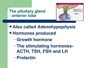 The pituitary gland  : anterior lobe Also called  Adenohypophysis Hormones produced Growth hormone The stimulating hormones- ACTH, TSH, FSH and LH Prolactin 