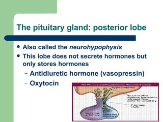 The pituitary gland: posterior lobe Also called the  neurohypophysis This lobe does not secrete hormones but only stores hormones Antidiuretic hormone (vasopressin) Oxytocin 