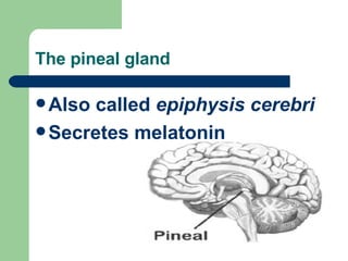 The pineal gland Also called  epiphysis cerebri Secretes melatonin 