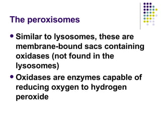 The peroxisomes Similar to lysosomes, these are membrane-bound sacs containing oxidases (not found in the lysosomes) Oxidases are enzymes capable of reducing oxygen to hydrogen peroxide 