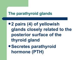 The parathyroid glands 2 pairs (4) of yellowish glands closely related to the posterior surface of the thyroid gland Secretes parathyroid hormone (PTH) 