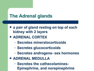 The Adrenal glands a pair of gland resting on top of each kidney with 2 layers ADRENAL CORTEX Secretes mineralocorticoids Secretes glucocorticoids Secretes androgens- sex hormones ADRENAL MEDULLA Secretes the cathecolamines- Epinephrine, and norepinephrine  