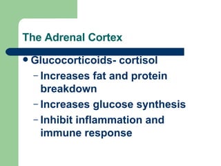 The Adrenal Cortex Glucocorticoids- cortisol Increases fat and protein breakdown Increases glucose synthesis Inhibit inflammation and immune response 