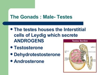 The Gonads : Male- Testes The testes houses the Interstitial cells of Leydig which secrete ANDROGENS Testosterone Dehydrotestosterone Androsterone  