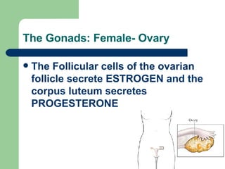 The Gonads: Female- Ovary The Follicular cells of the ovarian follicle secrete ESTROGEN and the corpus luteum secretes PROGESTERONE 