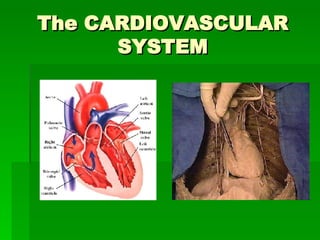 The CARDIOVASCULAR SYSTEM 