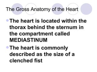 The Gross Anatomy of the Heart The heart is located within the thorax behind the sternum in the compartment called MEDIASTINUM The heart is commonly described as the size of a clenched fist 
