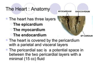 The Heart : Anatomy The heart has three layers The epicardium The myocardium The endocardium The heart is covered by the pericardium with a parietal and visceral layers The pericardial sac is  a potential space in between the two pericardial layers with a minimal (15 cc) fluid 