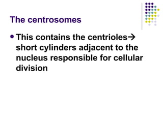 The centrosomes This contains the centrioles   short cylinders adjacent to the nucleus responsible for cellular division 