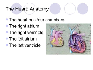 The Heart: Anatomy The heart has four chambers The right atrium The right ventricle The left atrium The left ventricle 