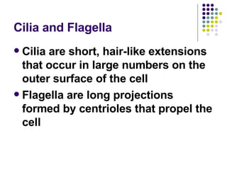 Cilia and Flagella Cilia are short, hair-like extensions that occur in large numbers on the outer surface of the cell Flagella are long projections formed by centrioles that propel the cell 