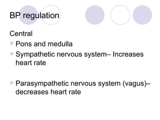 BP regulation Central Pons and medulla Sympathetic nervous system– Increases heart rate Parasympathetic nervous system (vagus)– decreases heart rate 