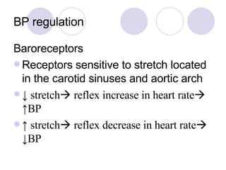 BP regulation Baroreceptors Receptors sensitive to stretch located in the carotid sinuses and aortic arch ↓  stretch   reflex increase in heart rate   ↑BP ↑  stretch   reflex decrease in heart rate   ↓BP 
