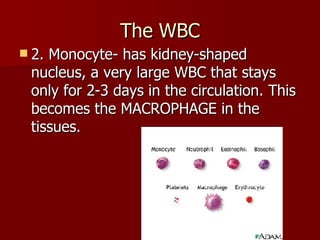 The WBC 2. Monocyte- has kidney-shaped nucleus, a very large WBC that stays only for 2-3 days in the circulation. This becomes the MACROPHAGE in the tissues.  