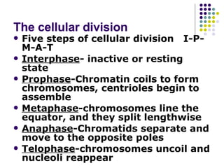 The cellular division Five steps of cellular division  I-P-M-A-T Interphase - inactive or resting state Prophase -Chromatin coils to form chromosomes, centrioles begin to assemble Metaphase -chromosomes line the equator, and they split lengthwise Anaphase -Chromatids separate and move to the opposite poles Telophase -chromosomes uncoil and nucleoli reappear 