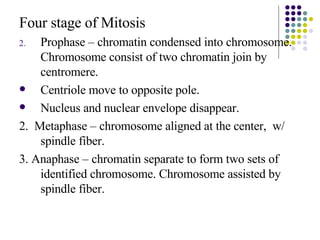 Four stage of Mitosis Prophase – chromatin condensed into chromosome. Chromosome consist of two chromatin join by centromere. Centriole move to opposite pole. Nucleus and nuclear envelope disappear. 2.  Metaphase – chromosome aligned at the center,  w/ spindle fiber. 3. Anaphase – chromatin separate to form two sets of identified chromosome. Chromosome assisted by spindle fiber. 