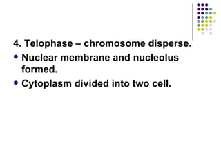 4. Telophase – chromosome disperse. Nuclear membrane and nucleolus formed. Cytoplasm divided into two cell. 